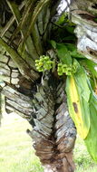 Image of Large-fruited Catasetum