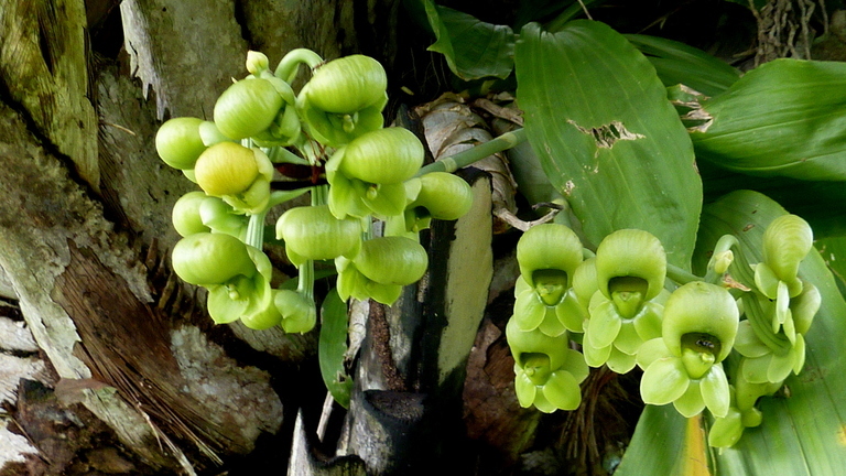 Image of Large-fruited Catasetum