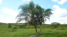 Image of Large-fruited Catasetum