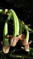 Image of Large-fruited Catasetum