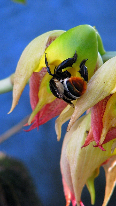 Image of Large-fruited Catasetum