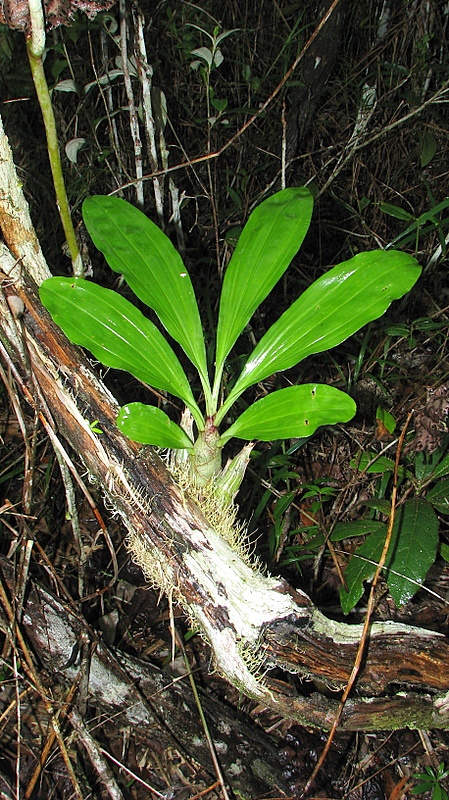 Image of Large-fruited Catasetum