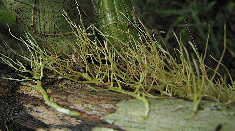 Image of Large-fruited Catasetum