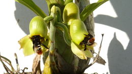 Image of Large-fruited Catasetum