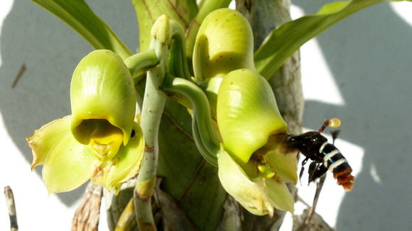 Image of Large-fruited Catasetum