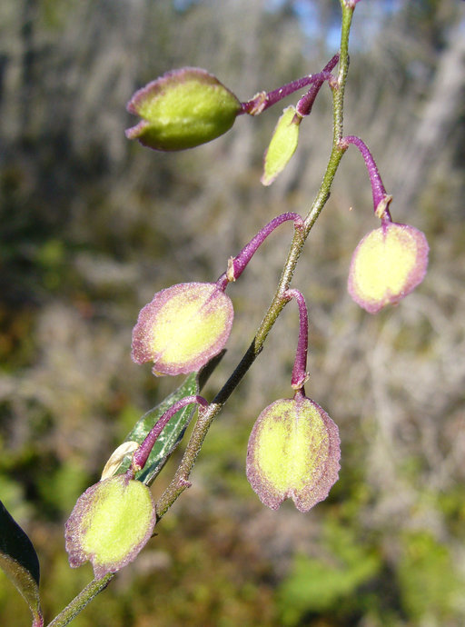 Image of <i>Polygala californica</i>