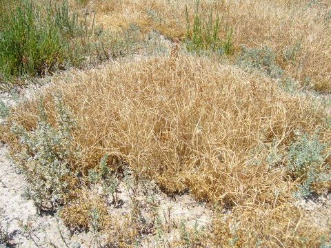 Image of curved sicklegrass