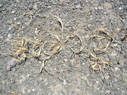 Image of curved sicklegrass