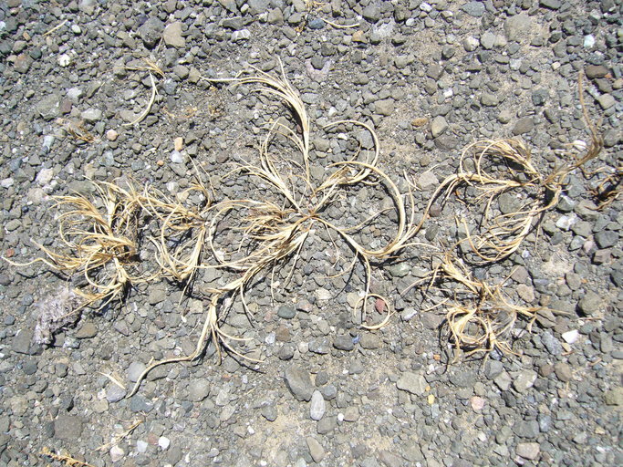 Image of curved sicklegrass