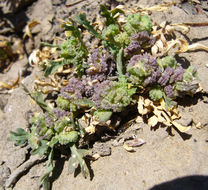 Image of Creeping Watercress