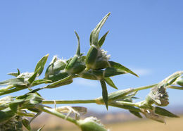 Image of <i>Crypsis vaginiflora</i>