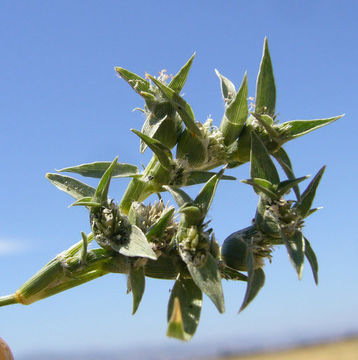 Image of <i>Crypsis vaginiflora</i>