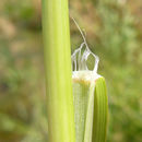 Image of <i>Leptochloa fusca</i> ssp. <i>fascicularis</i>