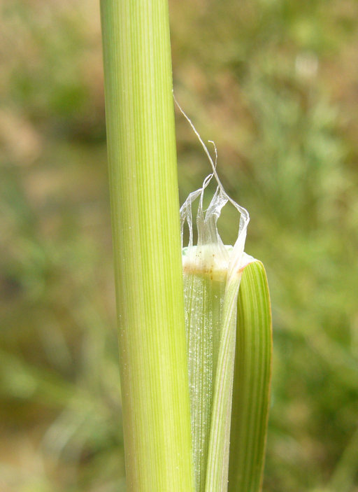 Image of <i>Leptochloa fusca</i> ssp. <i>fascicularis</i>