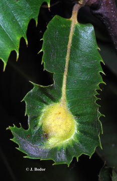 Image of Asian chestnut gall wasp
