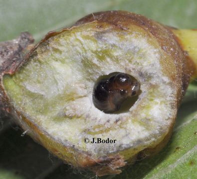 Image of Asian chestnut gall wasp