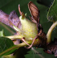 Image of Asian chestnut gall wasp
