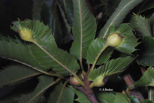 Image of Asian chestnut gall wasp