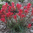 Image of Wyoming Indian paintbrush