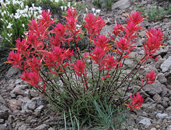 Image of Wyoming Indian paintbrush