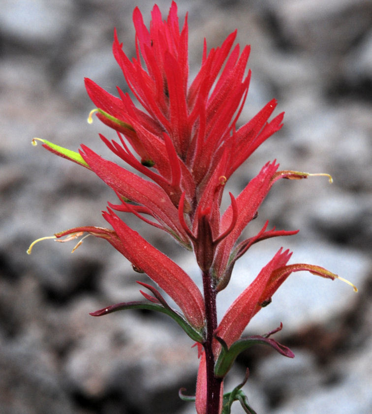 Image of Wyoming Indian paintbrush