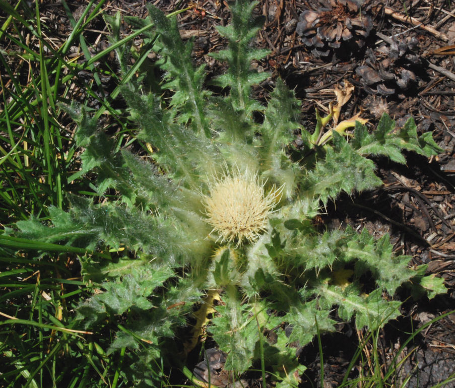 Cirsium scariosum Nutt.的圖片