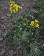 Crepis acuminata Nutt. resmi