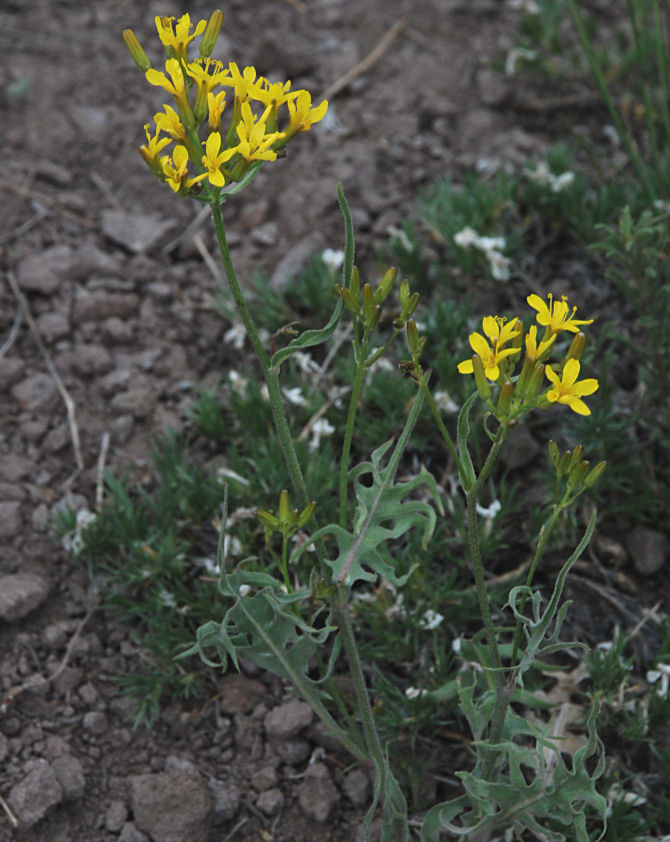 Crepis acuminata Nutt. resmi