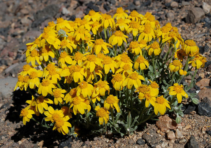 Image of common woolly sunflower