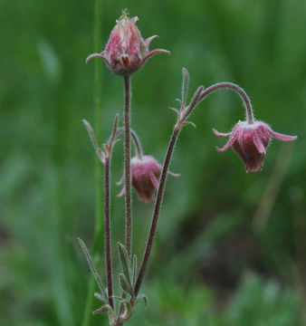 Imagem de Geum triflorum var. ciliatum (Pursh) Fassett