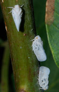 Image of Citrus Flatid Planthopper