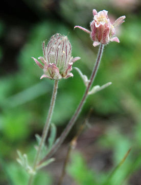 Imagem de Geum triflorum var. ciliatum (Pursh) Fassett