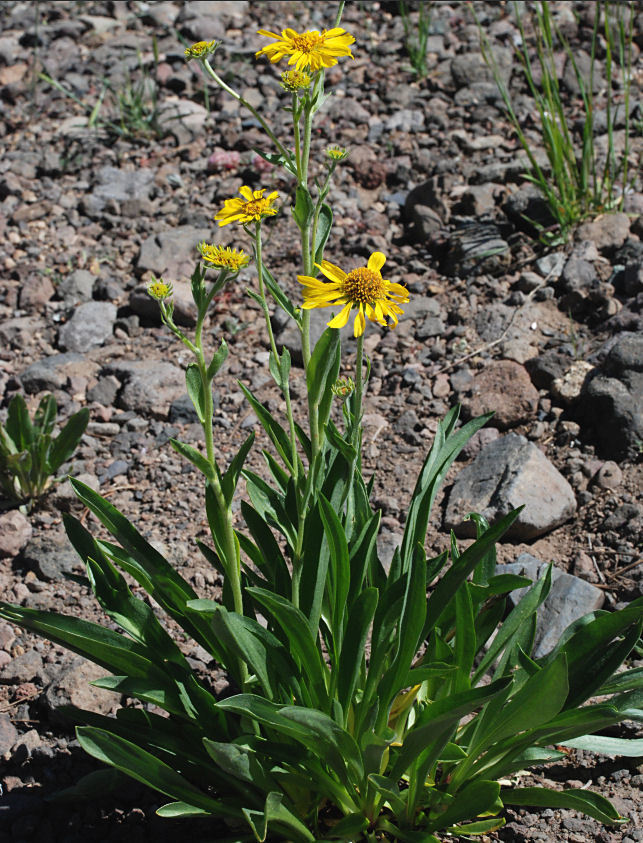 Imagem de Hymenoxys hoopesii (A. Gray) M. W. Bierner