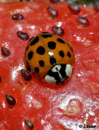 Image of Harlequin Ladybird