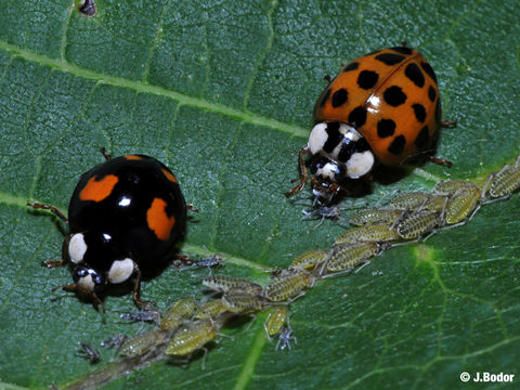 Image of Harlequin Ladybird