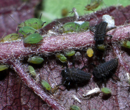 Image of Harlequin Ladybird