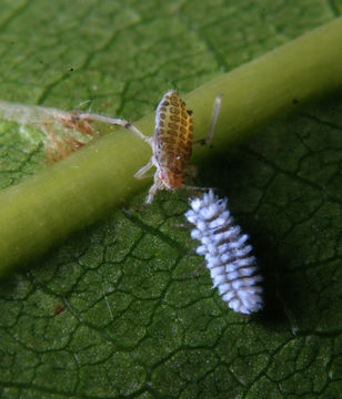 Image of <i>Scymnus frontalis</i>