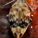 Imagem de <i>Megabruchidius tonkineus</i>