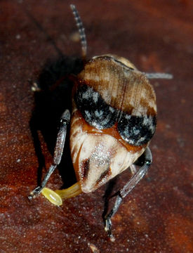 Image of <i>Megabruchidius tonkineus</i>
