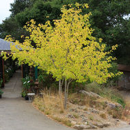 Image of Box Elder