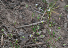 Plancia ëd <i>Linanthus harknessii</i>