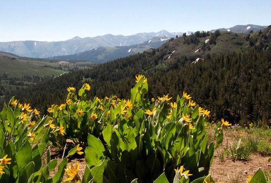 Image of woolly mule-ears