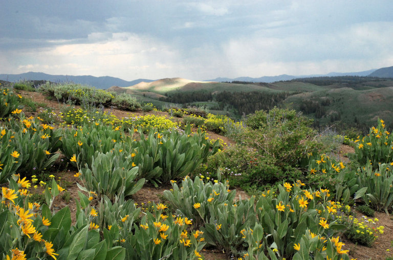 Image of woolly mule-ears