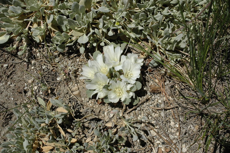 Image of Kellogg's lewisia