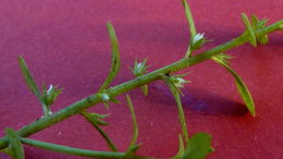 Image of <i>Anagallis minima</i>