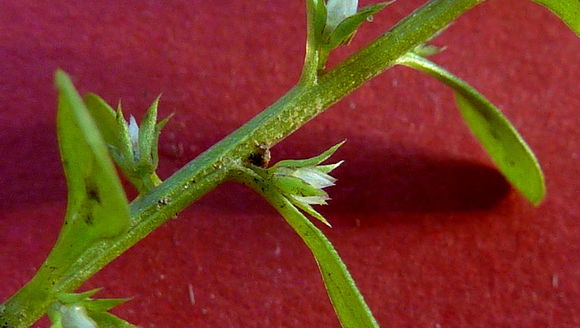 <i>Anagallis minima</i> resmi