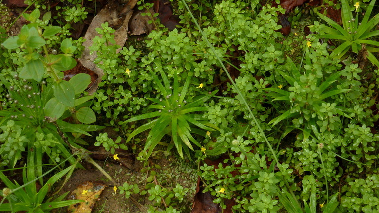 Image of <i>Anagallis minima</i>