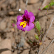 Image of <i>Mimulus filicaulis</i>