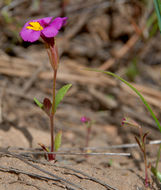 Image of <i>Mimulus filicaulis</i>