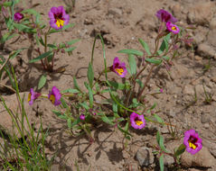 Image of <i>Mimulus filicaulis</i>